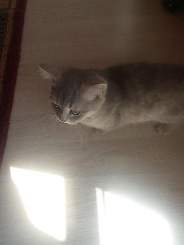 Pişiklər: Yaxşı əllərə — 5