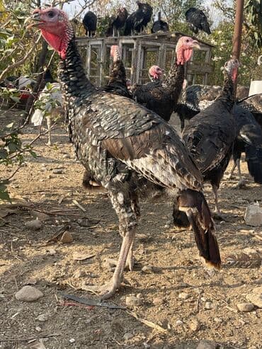 ağdam xoruzu gence: Erkək hind quşular satılır 5 ayl yarımlıqdı çəkiləri 4 kilo yarım 6 — 1
