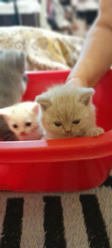 Britan, Erkək, Dişi, Yaxşı əllərə, Ünvandan götürmə, Pulsuz çatdırılma, Ödənişli çatdırılma