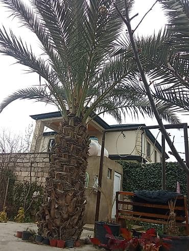 zeytun agaci: Xurma ağacı satılır. qiymət 1 ağac 10000-nə deyirəm öz həyətimizin — 5