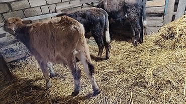 iri buynuzlu mal: Salamaleykum.3 dənə sağlam erkəy danalar satılır.Qiymət — 1