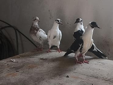 pidbul balası: 1əbrəş maya-1 göy quyruq çilbaş maya-2dənə baladan çıxma qarabaş — 9