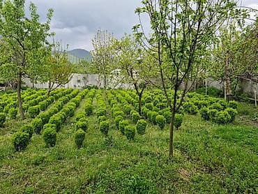 rozmarin bitkisi: Buxus (şimşir) dekorativ kolları – formal heykəllər və canlı hasarlar — 3