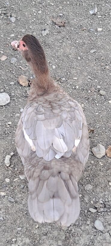 qaz balası satilir: Dişi, | Macar, Ətlik, Pulsuz çatdırılma — 6