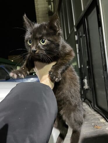 кот для вязки: В добрые руки — 6