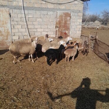 qoyun əti: Qoyun və quzu sürüsü super damazliq cavan qoyunlar - Fotoşəkillərdəki — 1