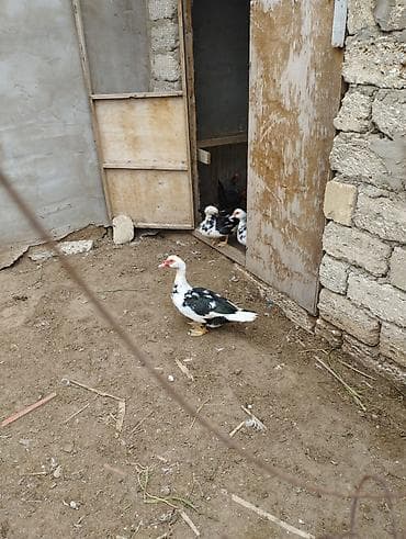 krasnodar ördəyi: Musk ördəkləri (iki baş cüt) - Növ: Muscovy (indoutka) ördəyi - — 5