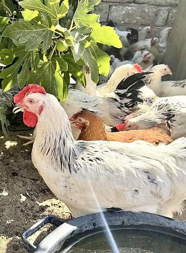 kənd colpasi: 5 Ay Yarımlıq Xoruzlar. 30 Ədəd 5 Ay 10 Günlük Fərələr. Fərələr — 2