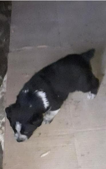 lider 55 cuce: Zvonok — 4