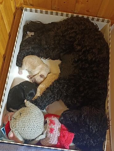 mini doberman: Pudel, Peyvəndli — 7