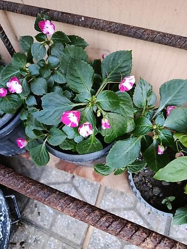 gul: Bənövşəyi-ağ çalarlı impatiens (Yeni Gvineya balzamı) saksı gülləri - — 6
