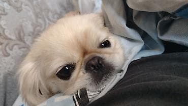 balaca it ucuz: Pekines, 5 il, Dişi, Cütləşmə üçün, Pulsuz çatdırılma — 6