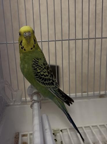 böyük papuqay: Dalğalı dishi tutuquşu(popuqay) satılır. 9 ayliqdir — 2