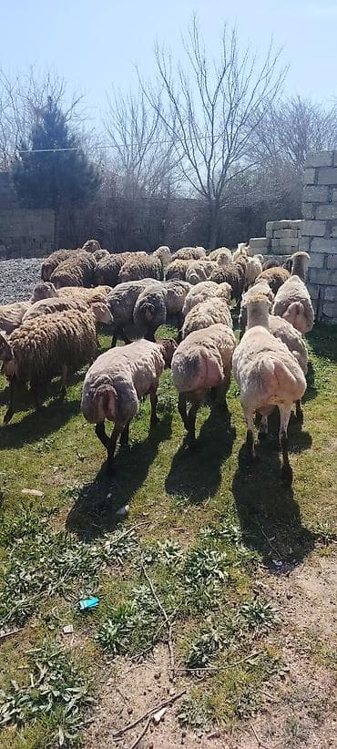 qoyun quyrugu: Qurbanliq ve toxumluq Qoclar ve quzular 40 kilodan 70 kiloya qeder her — 5