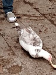 yerli inekler: Başlıq:Ev quşları Təsvir: Həyət quşları satılır: - Ördeyin xoruzu – — 4