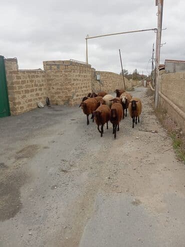 электрическая машинка для стрижки овец: Бараны, овцы — 4