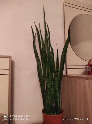 Sansevieria (Qayın dili) otaq bitkisi - Uzun, dik yarpaqları və lalafo.az -da Sansevieria (Qayın dili) otaq bitkisi - Uzun, dik yarpaqları və
