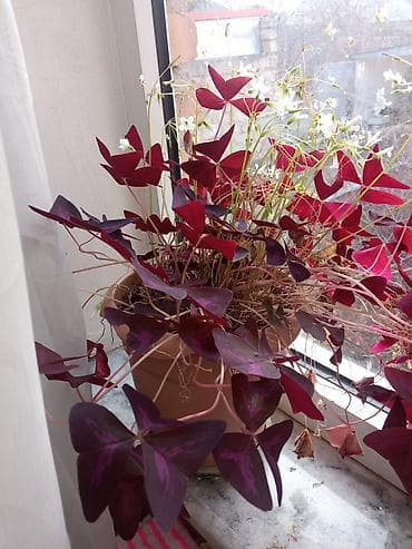 ev kaktusu: Otaq bitkiləri kolleksiyası – bir neçə növ bir yerdə. - — 2