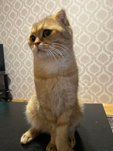 золотая шиншилла баку: Qızıl şinşilla, Erkək, Cütləşmə üçün — 4