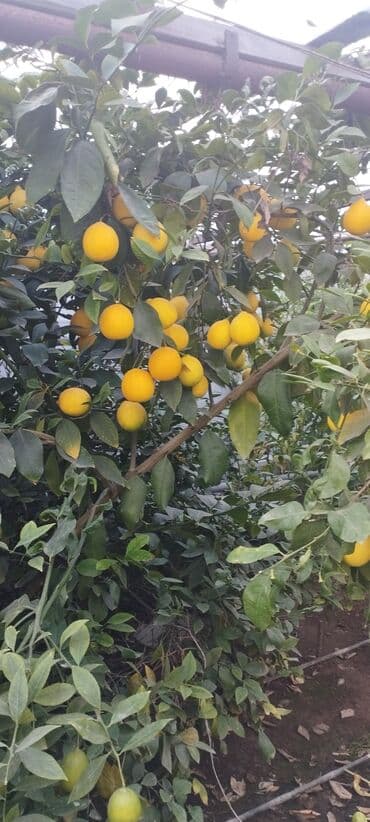 limon yagi qiymeti: Məhsul: Bağdan təzə yığılmış limon - Sort: sarı rəngli, ətli və — 4