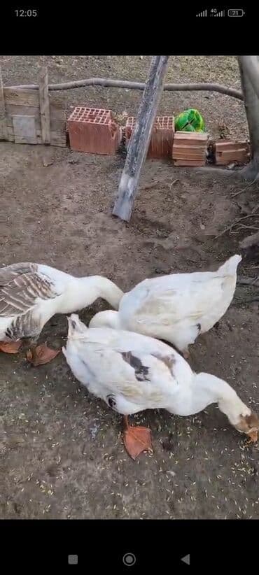 qaz heyvani: 3əded xoruz qaz satılır bu ilkidilər.biri 33m.unvan Şəki — 4