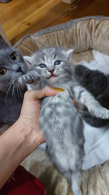 pişiy: Britan — 3