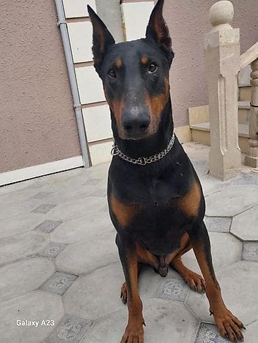 ev heyvanı: Doberman — 1
