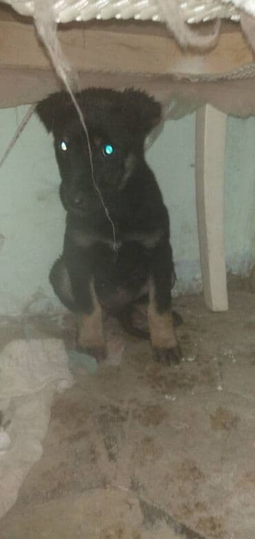 balaca boyumeyen itler: 2 ay, Ünvandan götürmə — 2