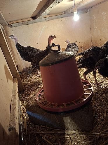 pitbull balasi satilir: Salam Təmiz qan Amerkan Bronz cinsli suretli böyüyən çox yumurtayan ev — 7