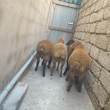 ucuz quzu: Qoyun və quzu sürüsü - Şəkillərdə 4 baş heyvan görünür: 3 ədəd — 3