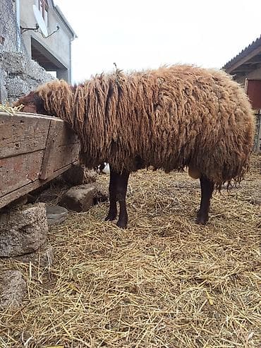 qoyun qiymətləri: Qala qoçu satılır. 1yaş 11 aylıqdır. Tam sağlamdır. Qoyun sürməyi — 7