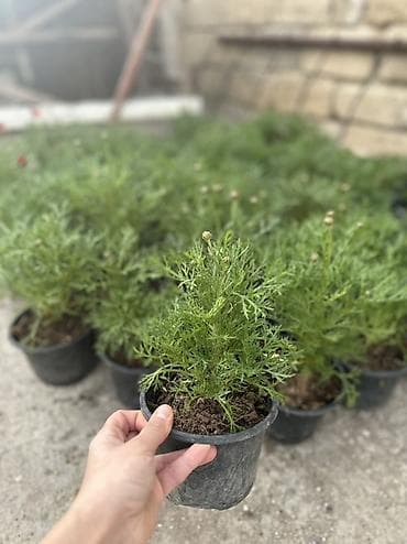 panel plastik: Papatya Ag ve qirmizi rengleri mövcuddu - Bitki: Qırxbuğumvari — 4