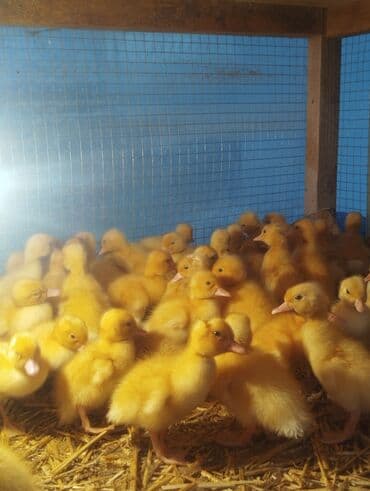 tısbağa balası: Ördək cücələri, Ətlik, Ünvandan götürmə, Ödənişli çatdırılma, Rayonlara çatdırılma — 7