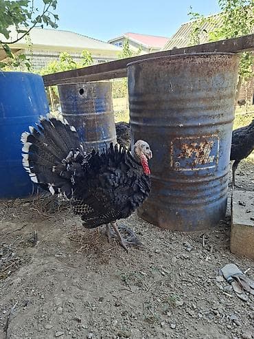 tap az pisik: Erkək, Damazlıq — 7