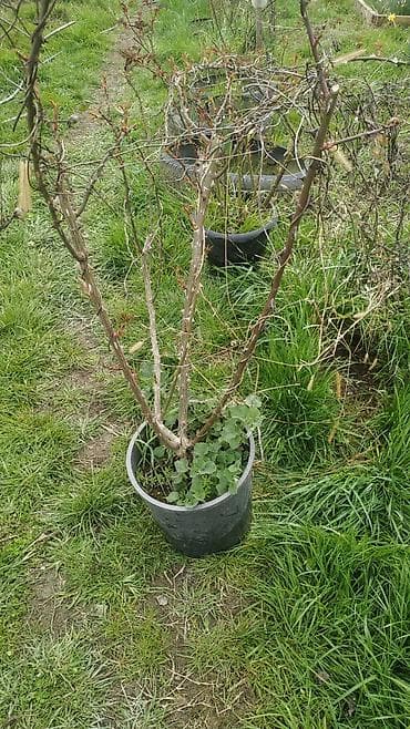 Məhsul: BÖYÜK QIZILGÜL KOLLARI. 1 kolun qiyməti 20 zzndir. Təsvir: -