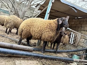 cins qazlar: Erkək, il: 1, Ətlik, Ünvandan götürmə — 3