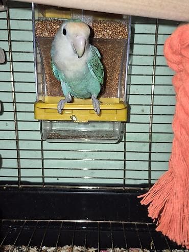 ev quş: Tür: Sevgi quşu (Lovebird) Rəng: Açıq mavi–türkuaz gövdə, ağ-krem baş — 4