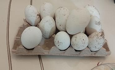 yumurta papaqlar: Linda ve kuban_qaz yumurtalari satilir.Unvan:Bine qes — 1