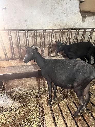 heleb kecisi satilir: Ana bala mursiana satılır birinci qarına dogub bala erkəkdir 4 — 3