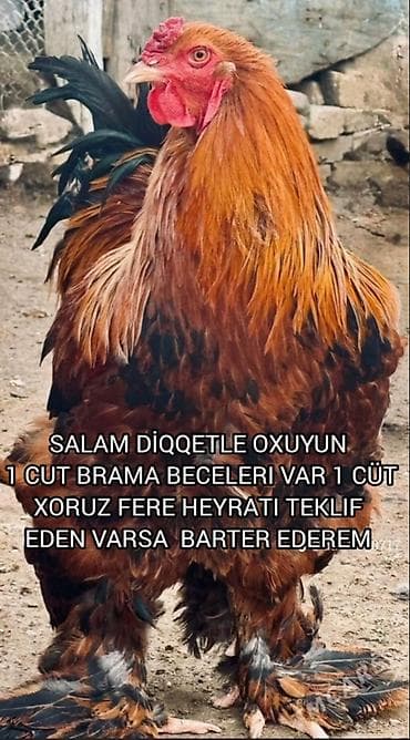 Toyuq, Brama, Damazlıq lalafo.az -da Toyuq, Brama, Damazlıq