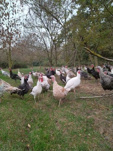 kanada hinduska satilir: Yerli hinduşqalardı. Diri halda satılır. Dişlər diri çəkisində 1 kq — 4