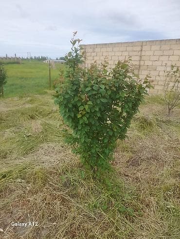 yun doşək: Meyvə ağacları – yerüstü köklü kollar - Növ: daş meyvə ailəsi — 2