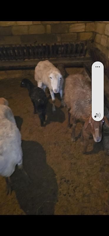 Camış: 5 dənə balalı qoyun. Sağlam qapı heyvanımdı.İşimlə əlaqədar olaraq — 9