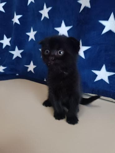 pişik ev: Şotland, Ünvandan götürmə — 9