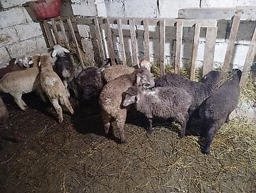 Quzu: Quzular – müxtəlif rənglərdə və tipdə - Təsvir: Şəkillərdə gördüyünüz — 2