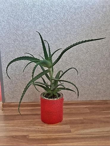 xoruz otu bitkisi: Əzvay bitkusi. ( aloe vera). Müalicəvidi. Dibində 3 dənə balası var — 2