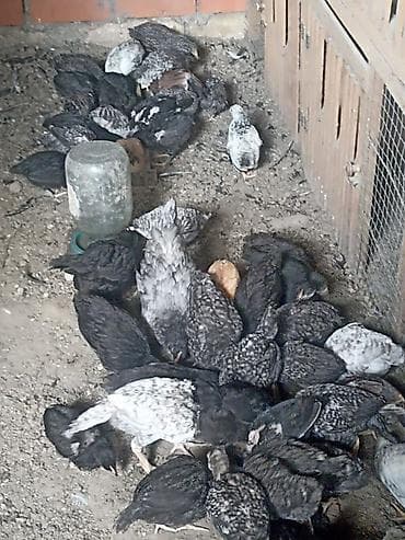 Digər heyvanlar: Toyuq cücələri, Damazlıq — 2