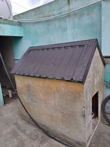 продам собаку объявление: 1 месяц, Самец, Самовывоз — 2