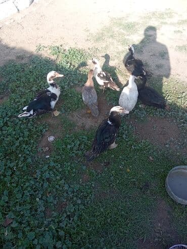 holland lop dovşan: Lal ordey satlir Oz heyvanim altında cixib her şey yeyiler 7 denedi — 3