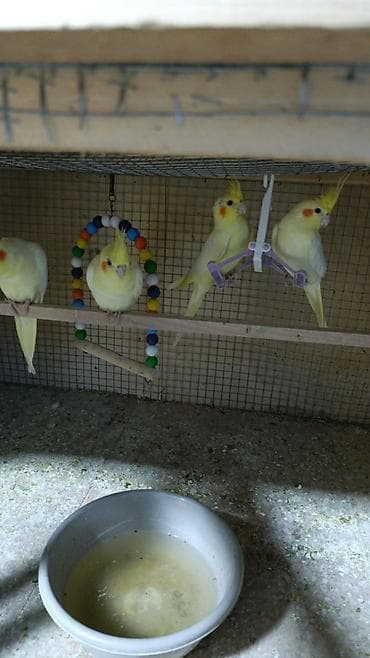 heyvan sahibləndirmə: Korella tək tək 60 Azn təmiz lutino qirmizi göz cut 100 Azn — 1